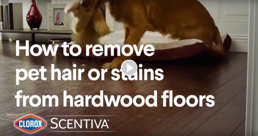 Stains From Hardwood Floors, How To Protect Laminate Floors From Dog Urine