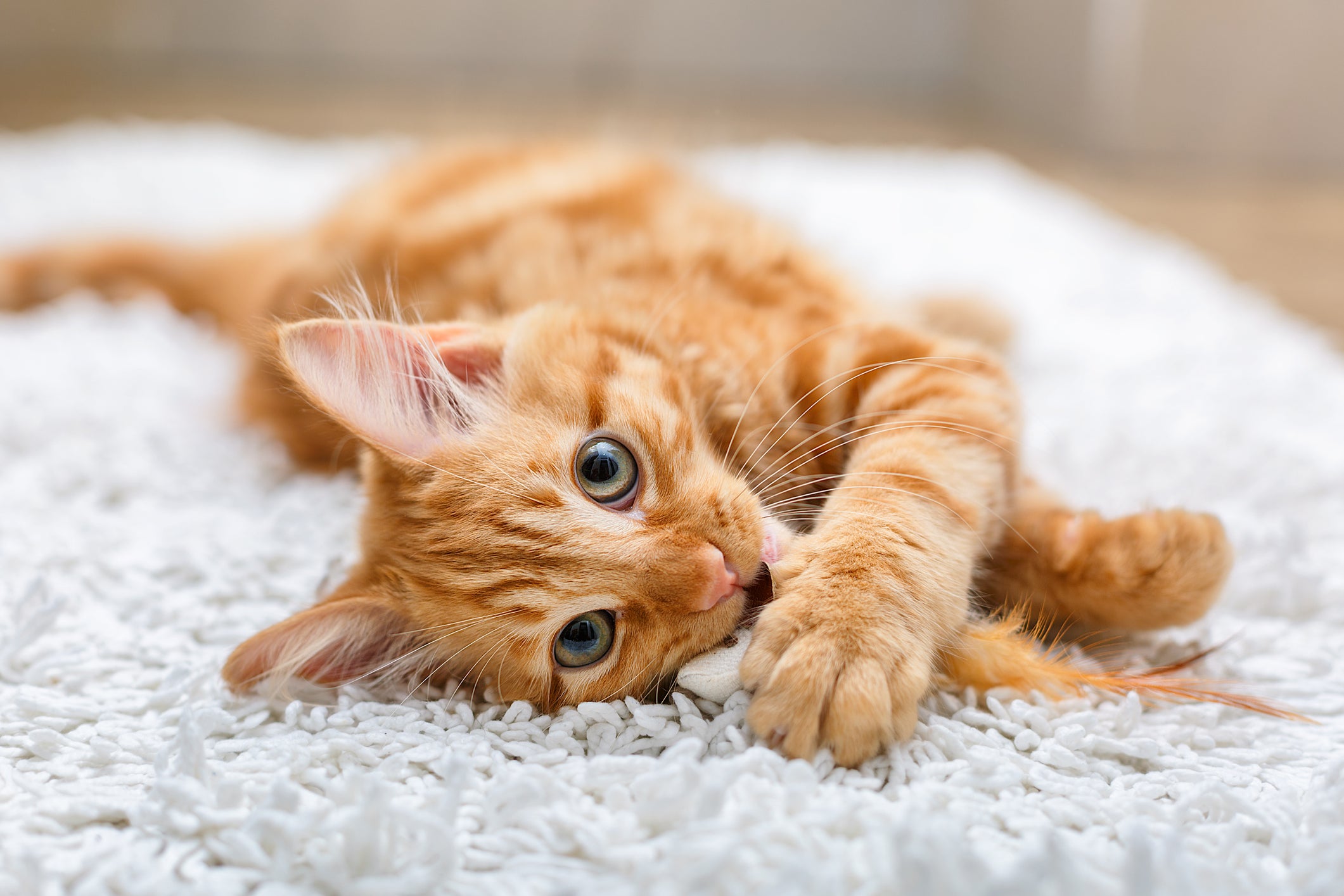 5 Pet Safe Germ-Killing Tips for Healthy Pets | Clorox®