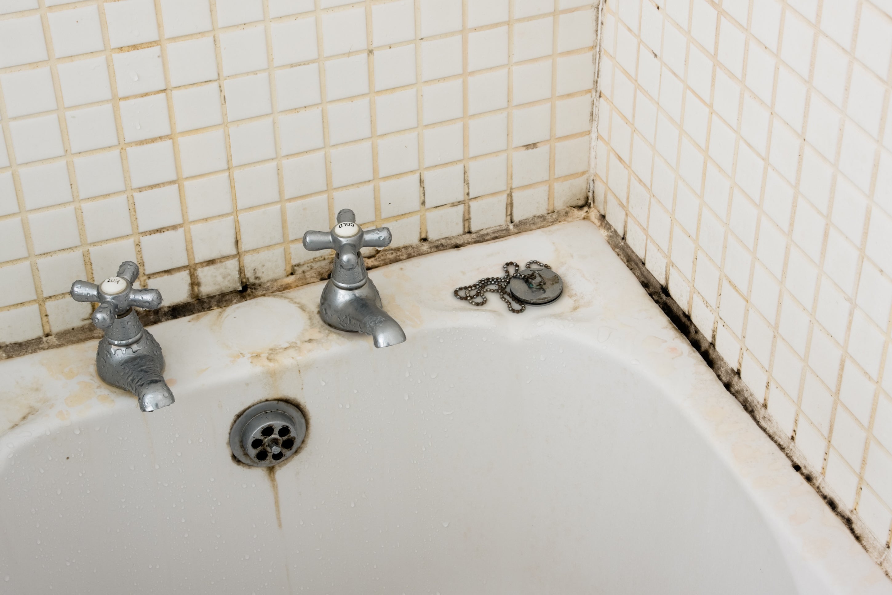Does Bleach Kill Mold Clorox - How Do I Get Rid Of Mold On My Bathroom Walls