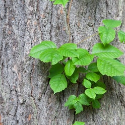 posion ivy