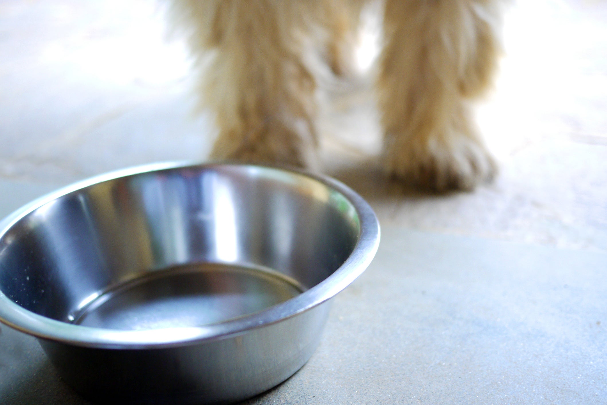 How to Clean and Sanitize Dog and Other Pet Bowls | Clorox®